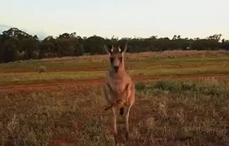 Ảnh cắt từ clip.