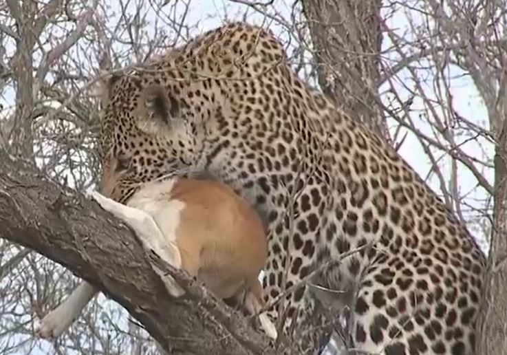 Ảnh cắt từ clip.