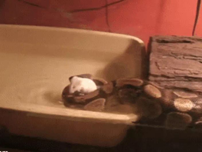 Ảnh cắt từ clip.