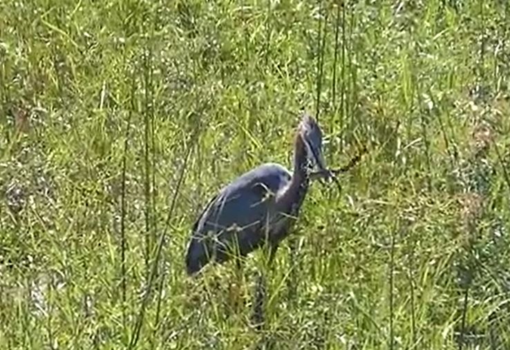 Ảnh cắt từ clip.