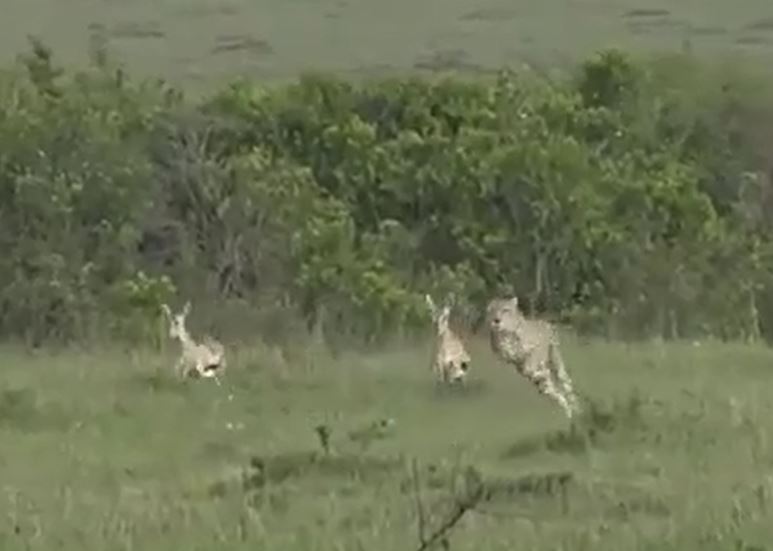 Ảnh cắt từ clip.