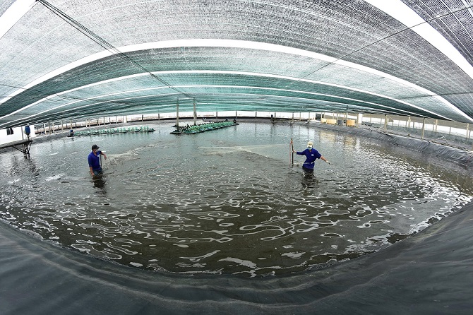 Nuôi tôm công nghệ cao của Tập đoàn Việt Úc