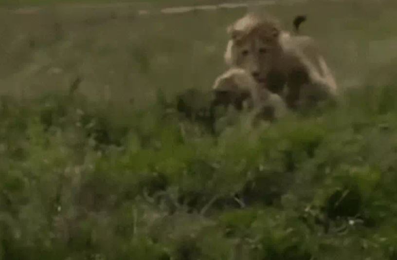 Ảnh cắt từ clip.