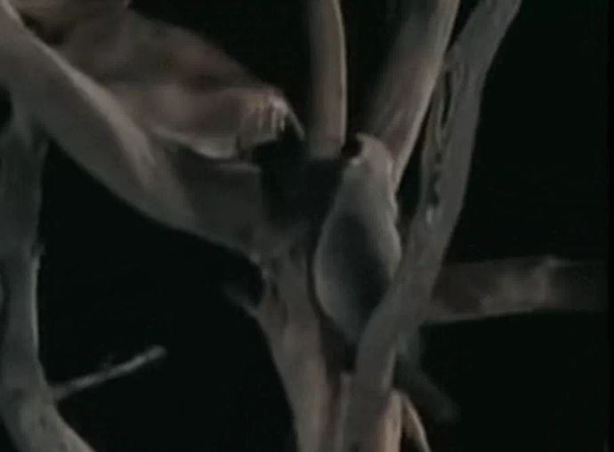 Ảnh cắt từ clip.