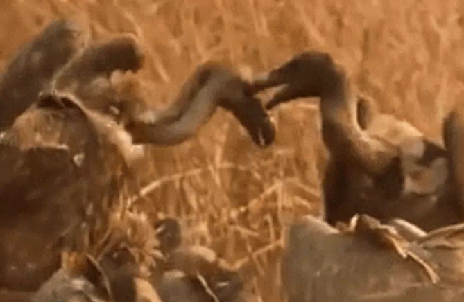 Ảnh cắt từ clip.