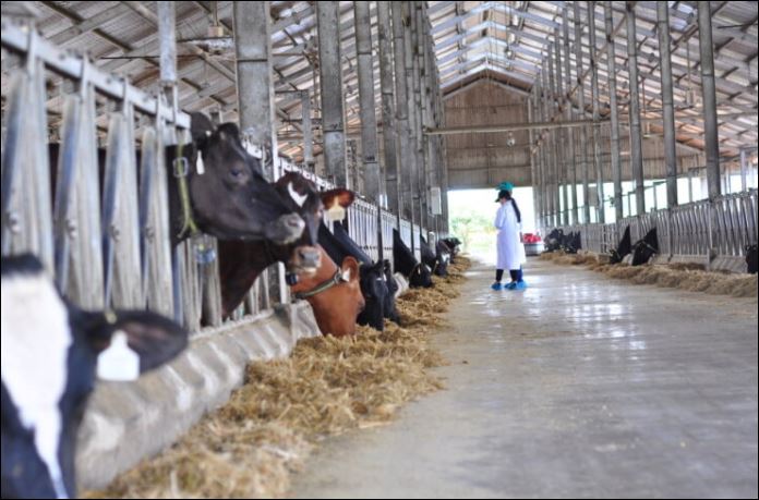 Chăn nuôi bò sữa tại tỉnh Lâm Đồng đã và đang mang lại hiệu quả kinh tế cao cho người dân. Ảnh: Báo Lâm Đồng.