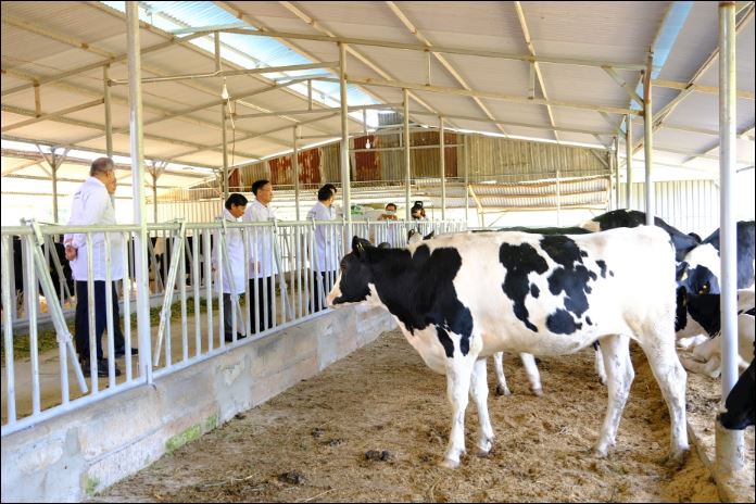 Đặc biệt, năng suất sữa bình quân tại tỉnh Lâm Đồng đạt 22 lít/con/ngày, cao hơn mức trung bình cả nước.