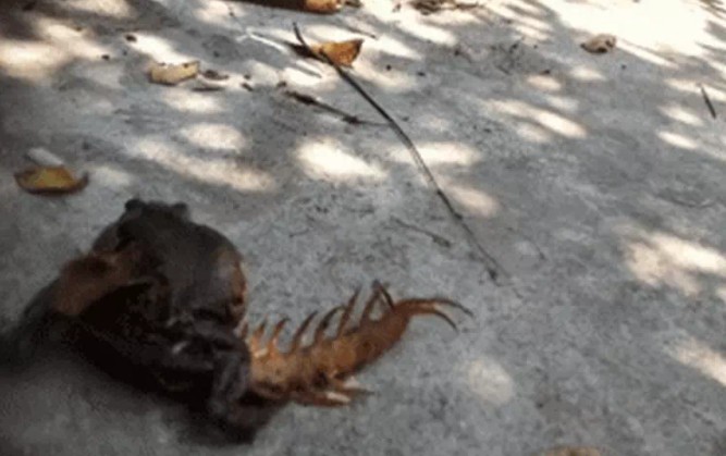 Ảnh cắt từ clip.