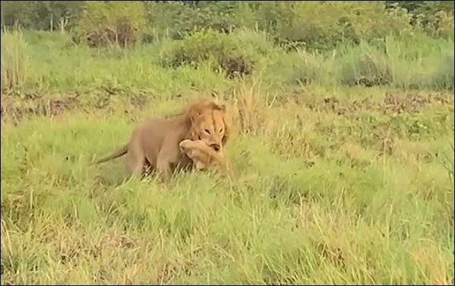 Sư tử đực sát hại sư tử cái.