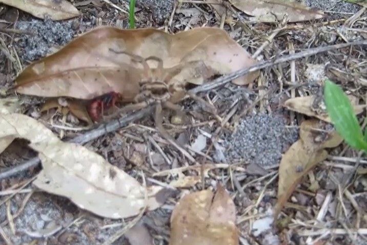 Ảnh cắt từ clip.