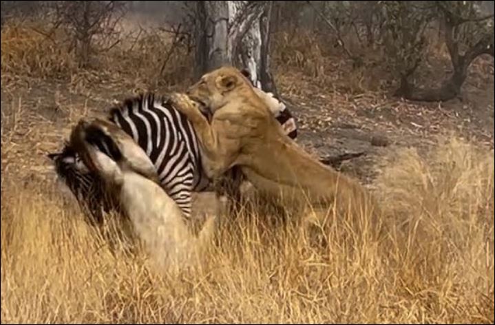 Sư tử săn ngựa vằn.
