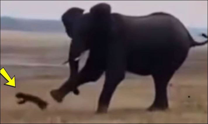 Voi đá lửng mật.