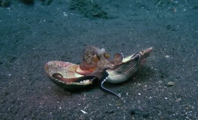 Ảnh cắt từ clip.