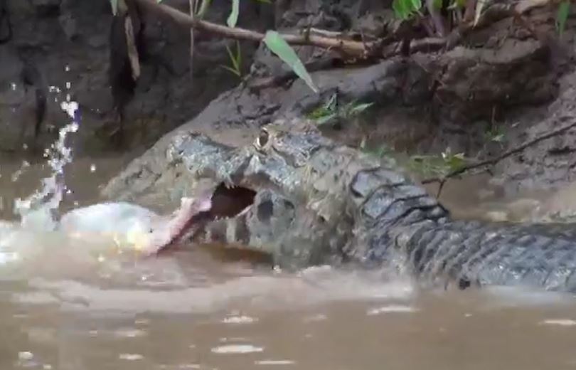 Ảnh cắt từ clip.