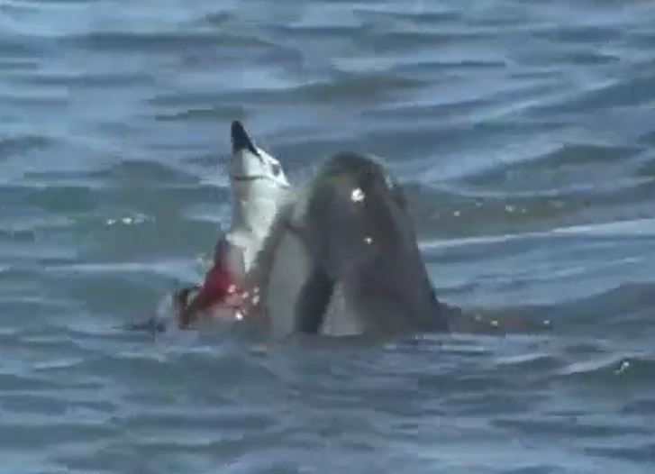 Ảnh cắt từ clip.