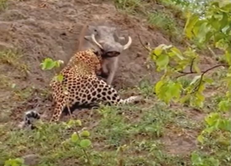 Ảnh cắt từ clip.