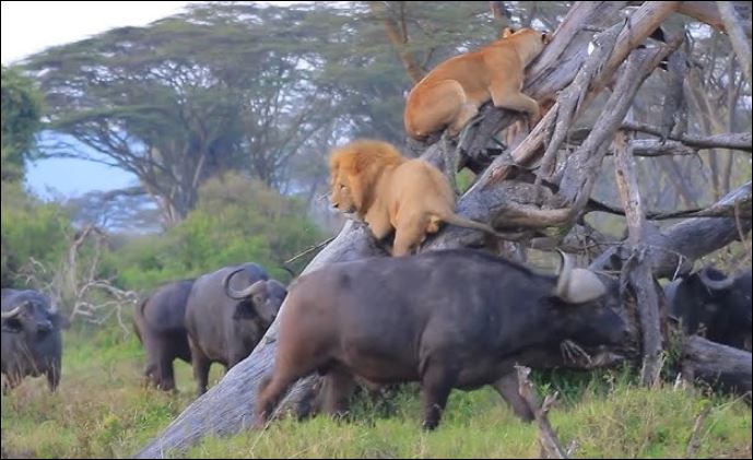 Sư tử bị trâu rừng bao vây.