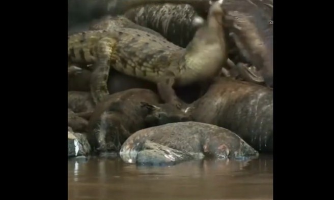 Ảnh cắt từ clip.