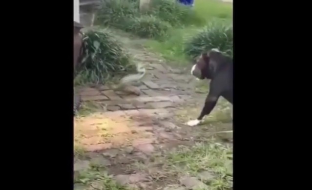 Ảnh cắt từ clip.