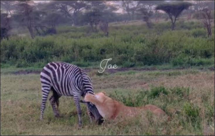 Sư tử hạ sát ngựa vằn.