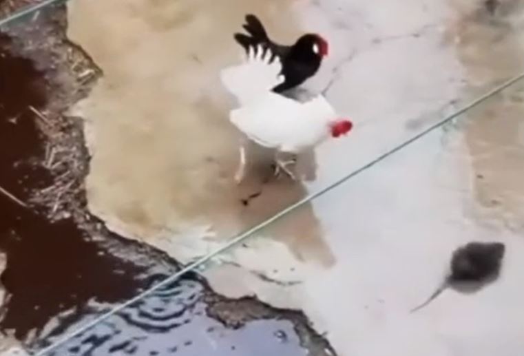 Ảnh cắt từ clip.