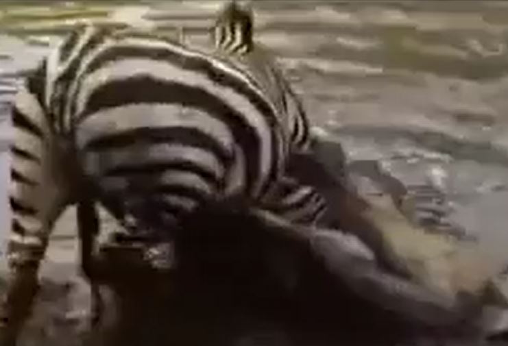 Ảnh cắt từ clip.