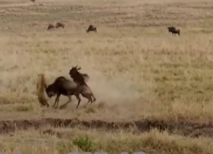 Ảnh cắt từ clip.