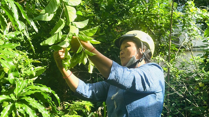 Bà Kim Thị Sa Ral tất bật hái lá cách đem bán ra thị trường