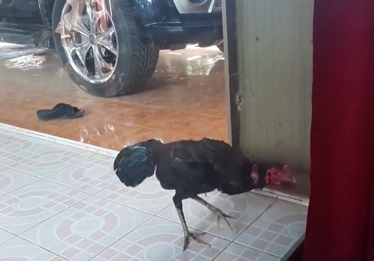 Ảnh cắt từ clip.