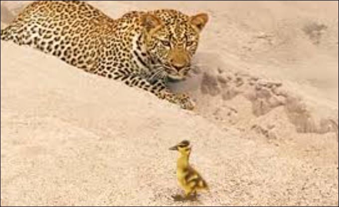 Vịt con bị báo hoa mai nhắm tới.