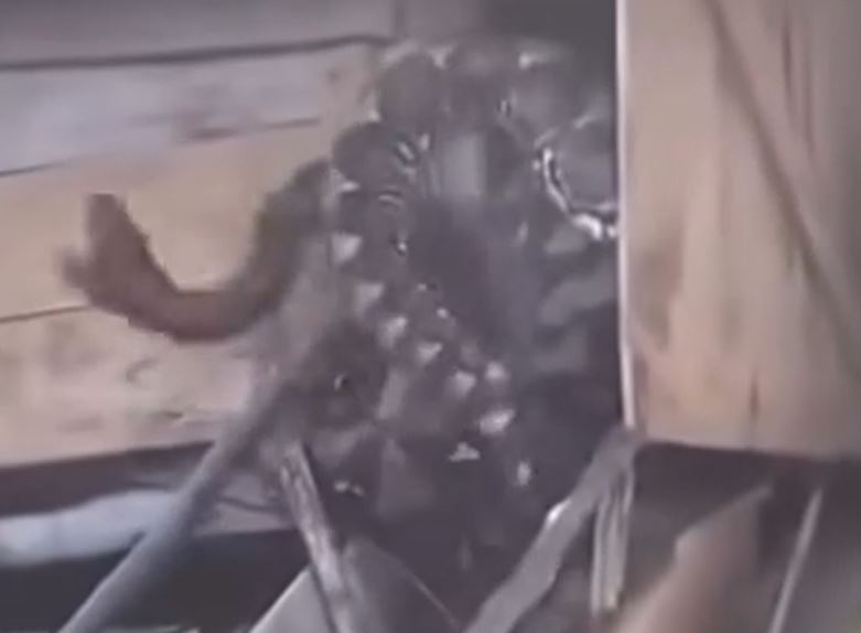 Ảnh cắt từ clip.