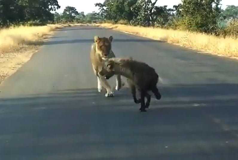 Ảnh cắt từ clip.