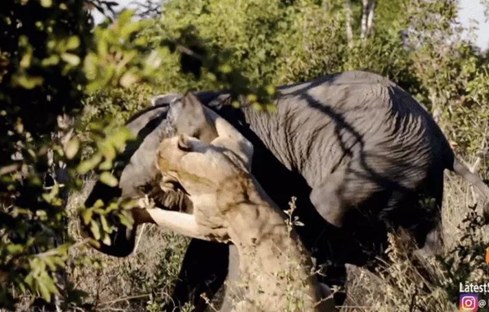 Ảnh cắt từ clip.