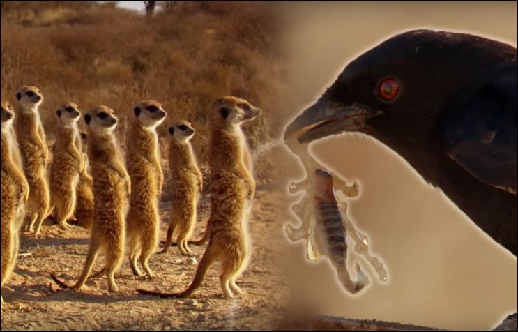 Chim chèo bẻo lừa chồn meerkats để cướp thức ăn.