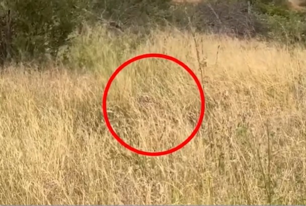 Ảnh cắt từ clip.