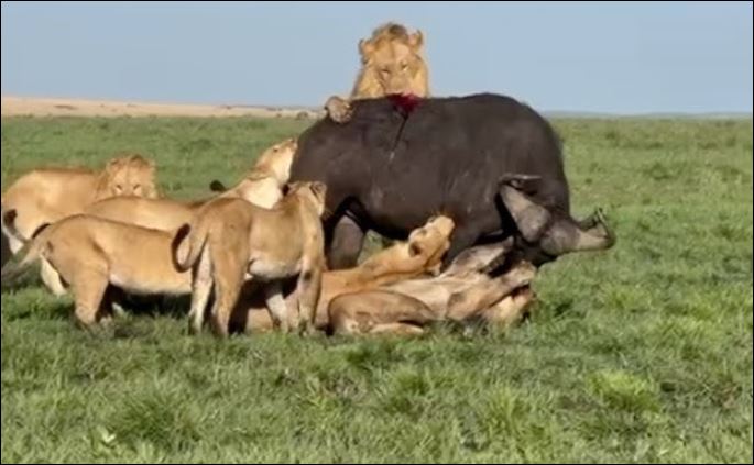 Bầy sư tử hạ sát trâu rừng.