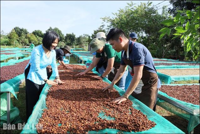 Các học viên tham gia khóa đào tạo chế biến cà phê chất lượng cao do Hiệp hội Cà phê Buôn Ma Thuột tổ chức. Ảnh: Báo Đắk Lắk.