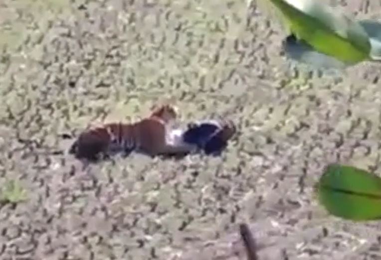 Ảnh cắt từ clip.