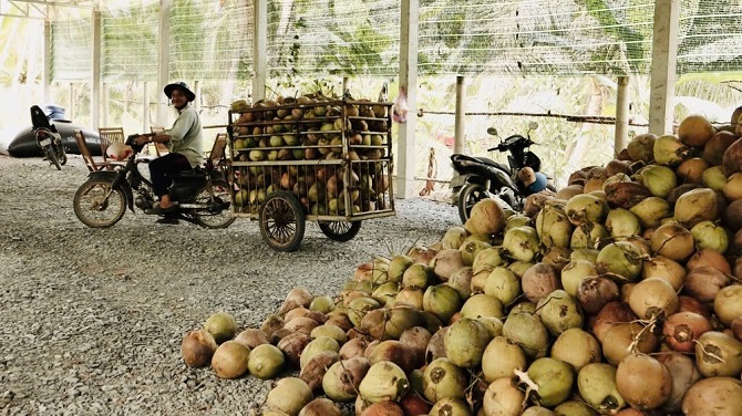 Nông dân phấn khởi thu hoạch dừa, bán được giá, tăng thu nhập gia đình (ảnh 3)