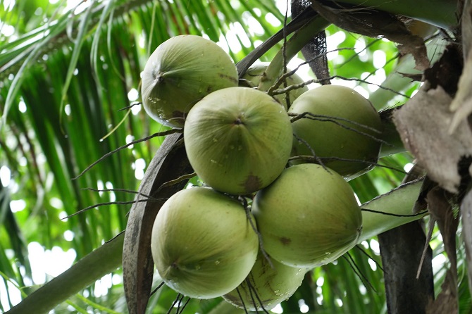 Vườn dừa trồng theo hướng hữu cơ của gia đình Ông Trần Văn Tại  xã Cầu Kè, tỉnh Vĩnh Long (ảnh 1)