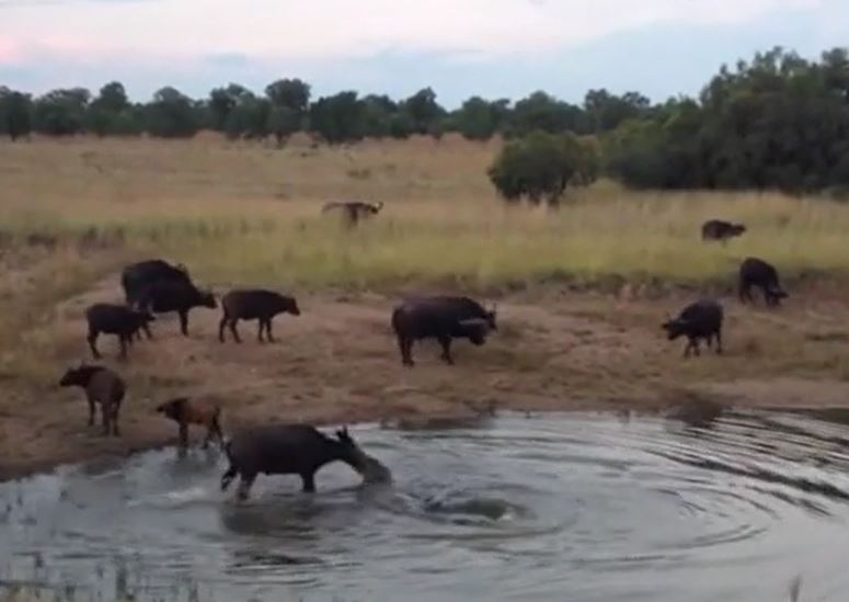 Ảnh cắt từ clip.