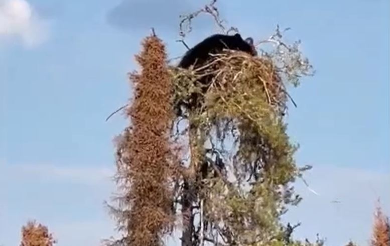 Ảnh cắt từ clip.