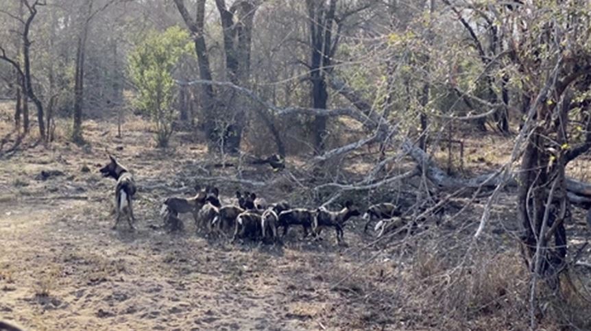 Sư tử tập kích chó rừng