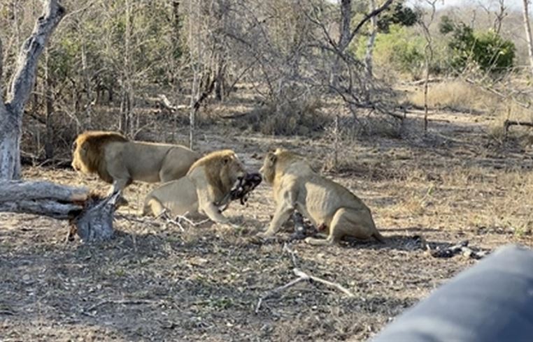 Sư tử tập kích chó rừng
