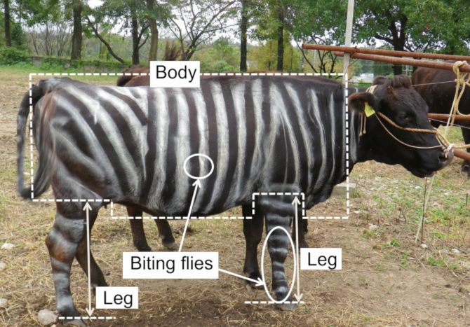 Các nhà nghiên cứu đoạt giải Sinh học đã chứng minh bò sơn sọc trắng đen ít bị ruồi cắn hơn.