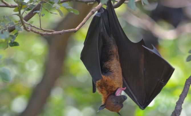 Dơi "say rượu" sẽ giảm khả năng bay và định vị