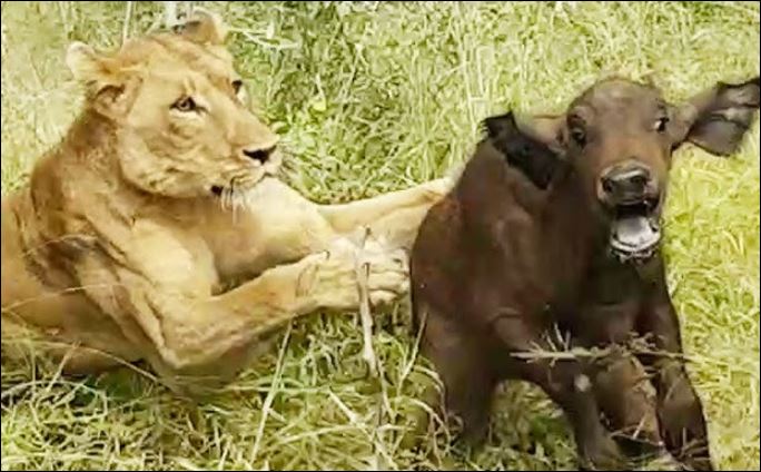 Sư tử tấn công trâu rừng con.