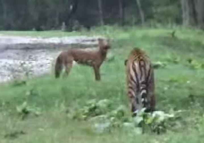 Ảnh cắt từ clip.