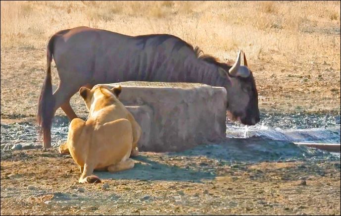 Sư tử rình rập bắt linh dương đầu bò.