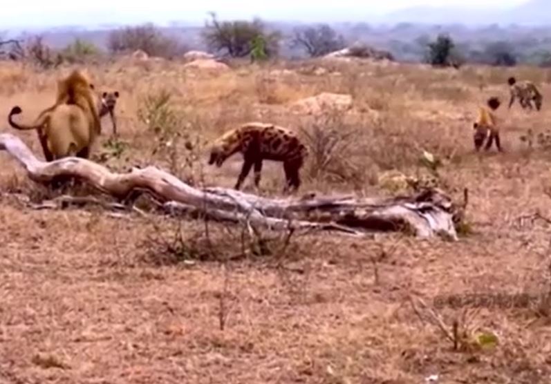 Ảnh cắt từ clip.